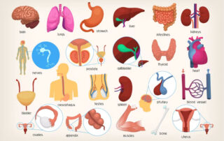 Biodistribution