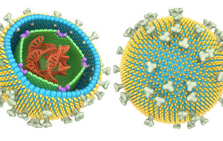 lipid nanoparticles